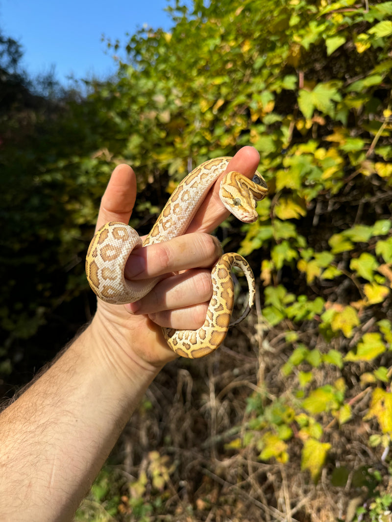 Hypo Burmese Python Female