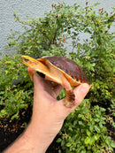 McCord's Box Turtle Adult Male