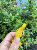 Crimson Red Albino Green Iguana 2026