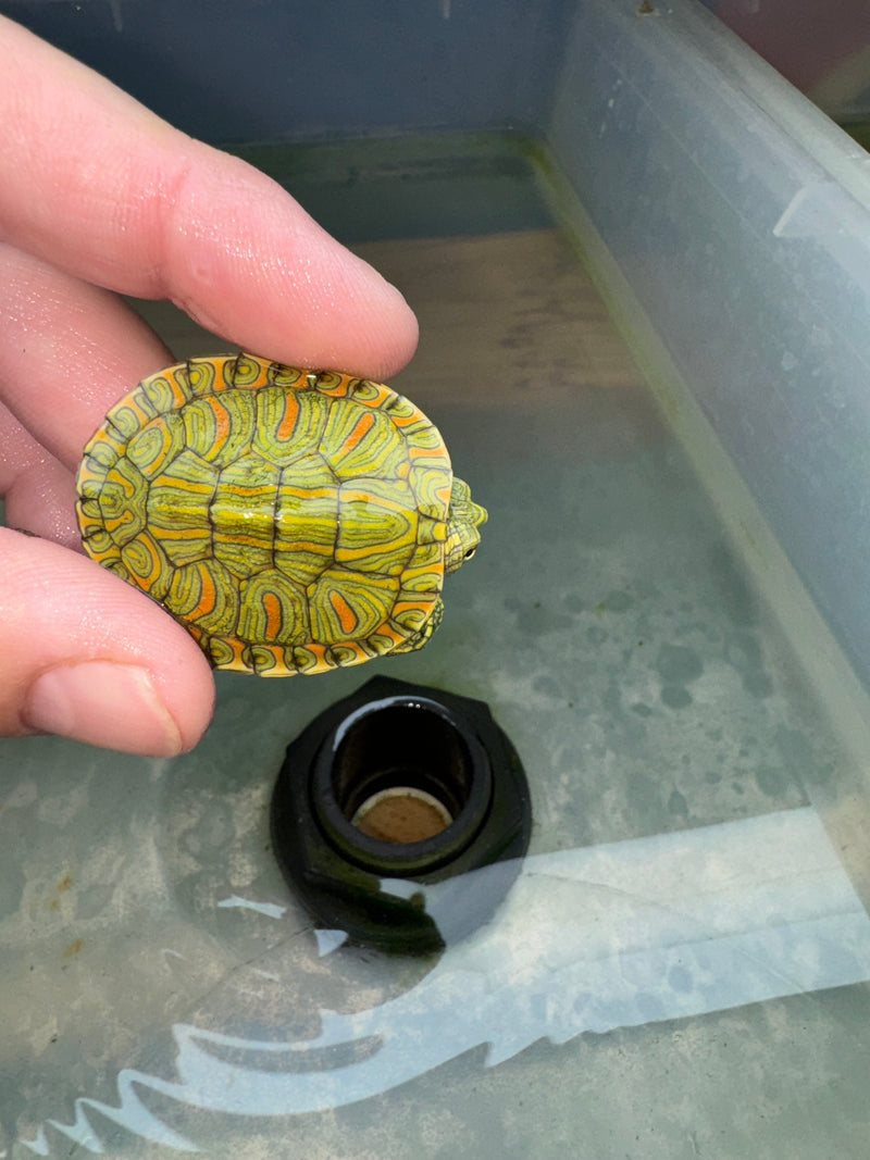 Hi Red Line Bred Pastel Red Eared Slider Turtle 2024