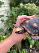 Colombian Clownface Redfoot Tortoise 2021