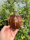 Spiny Hill Turtle CB 2025