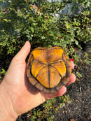 Red Cheeked Mud Turtle Adult Trio