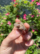 Albino Florida Snapping Turtle 2026