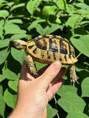 Eastern Hermann's Tortoise Female