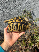 Eastern Hermann's Tortoise Adult Female
