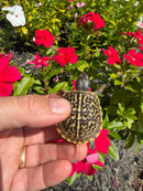 HI Yellow Desert Box Turtle