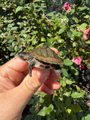 Indian Pink Ringed Tent Turtle