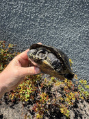 European Pond Turtle Adult Pair