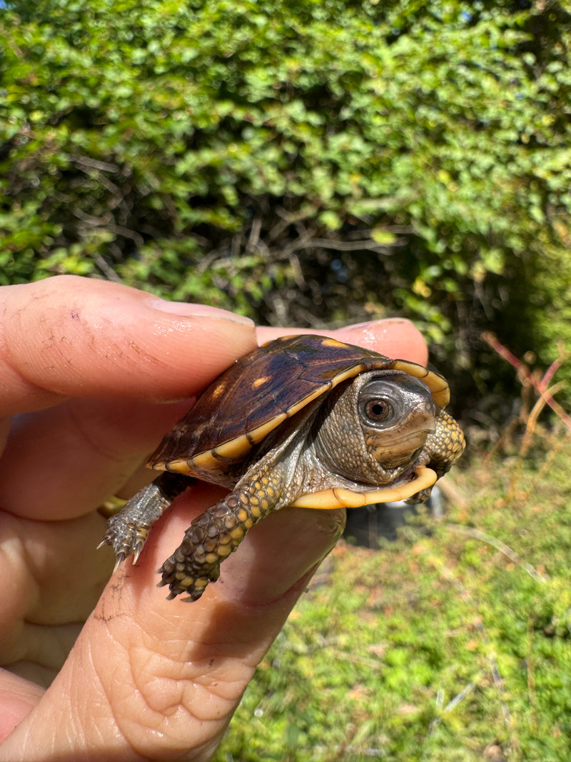 Hi Color Orange Baby Eastern Box Turtle