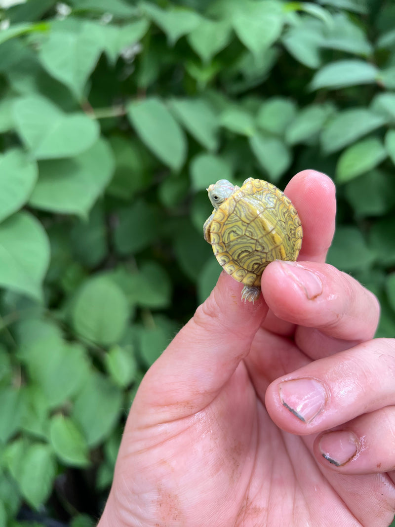 Pastel Clown Red Eared Slider Turtle 2024