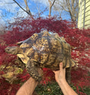 South African Giant Leopard Tortoise Adult Female