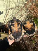 Black Marsh Turtle Adult Pair