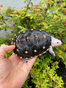 Ornate Diamondback Terrapin Female