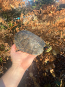 Pastel Clown Red Eared Slider Turtle Breeder Male