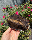 Twist-necked Turtle LTC Female