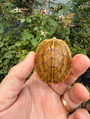 Bourret's Flowerback Box Turtle 2026