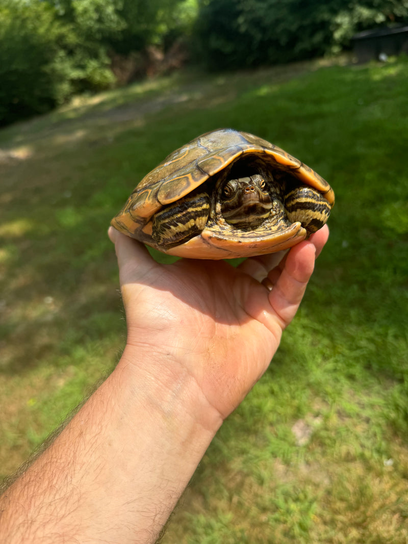 Barbour's  Map Turtle 1.4 Adult Breeding Colony (Graptemus barbouri)