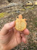 Baby Albino Common Snapping Turtle Female