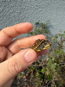 Hi Color Eastern Box Turtle Baby