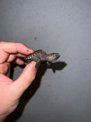 Cinnamon Snapping Turtle