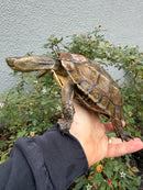 Spanish Pond Turtle Adullt Pair