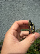 HI YELLOW Florida Box Turtle