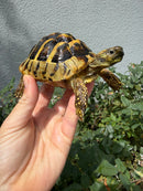 Eastern Hermann's Tortoise Adult Male