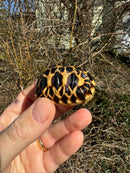 Burmese Star Tortoise 2024