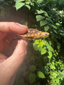 Pancake Tortoise Baby