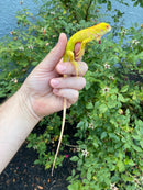 Crimson Red Albino Green Iguana 2026