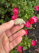 Albino Florida Snapping Turtle 2026