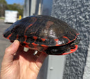 Super Red Northern Red Bellied Turtle Adult Female