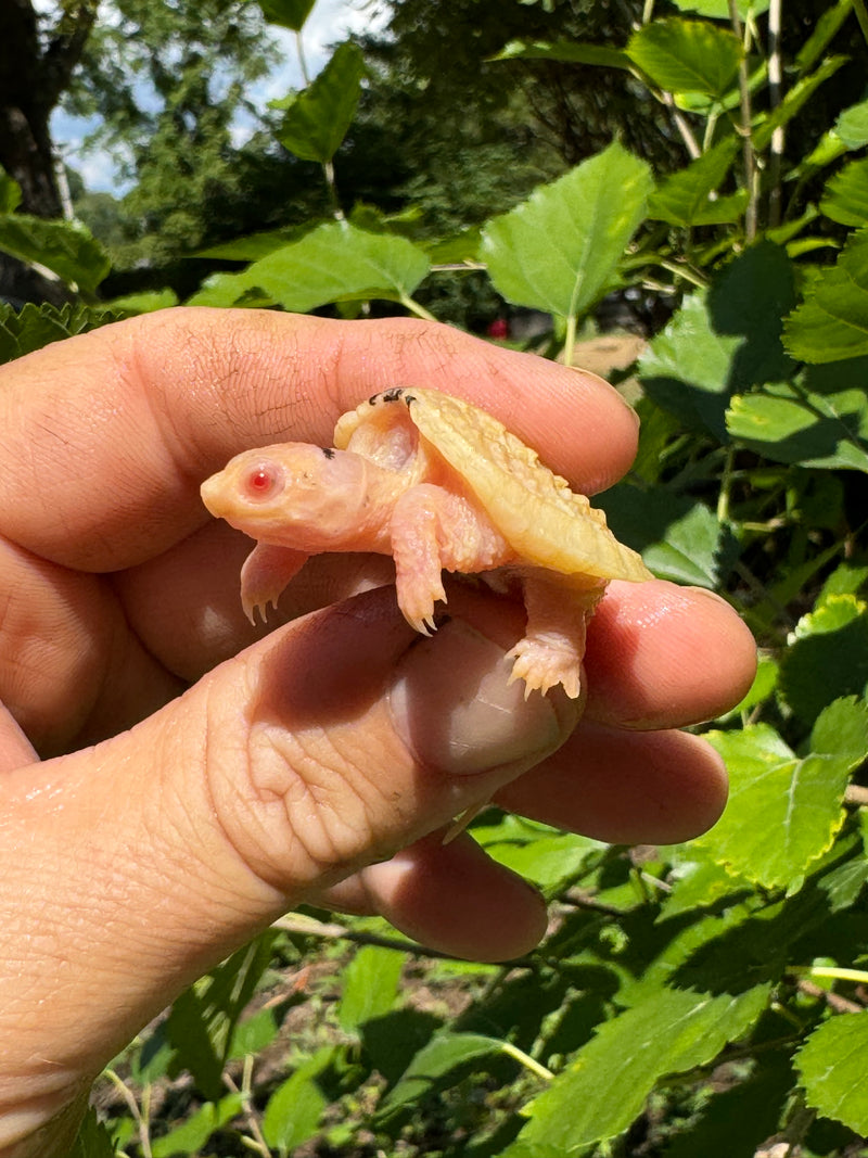 Paradox Albino Common Snapping Turtle