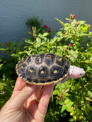Ornate Diamondback Terrapin Female