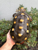 Red Foot Tortoise Adult Male