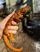 Red Niger Uromastyx Adult Pair
