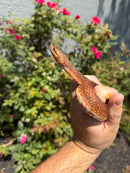 Red Salt Marsh Water Snake Adult Female