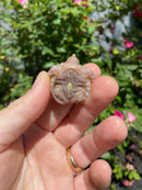 Albino Florida Snapping Turtle 2026