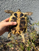 Eastern Hermann's Tortoise Adult Female