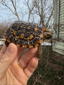 Pancake Tortoise Female