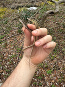 Long Tailed Grass Lizard (Takydromus sexlineatus)