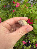 Albino Florida Snapping Turtle 2026