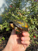 Red Cheeked Mud Turtle Adult Trio