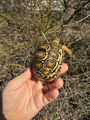 HI WHITE Leopard Tortoise 2024