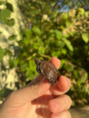 Keeled Box Turtle Baby