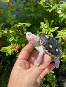 Ornate Diamondback Terrapin Female