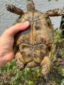 Mesopotamian Greek Tortoise Adult Female