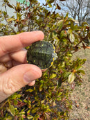 Pastel Picasso Red-Eared SliderTurtle