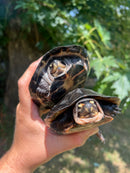 Black Marsh Turtle Adult Pair